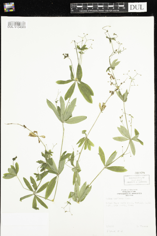 Galium triflorum image