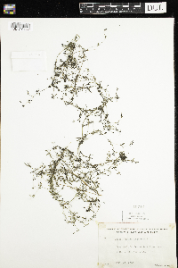 Galium tinctorium image