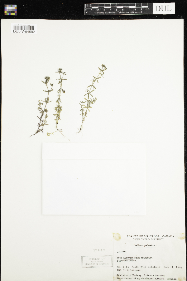 Galium palustre image