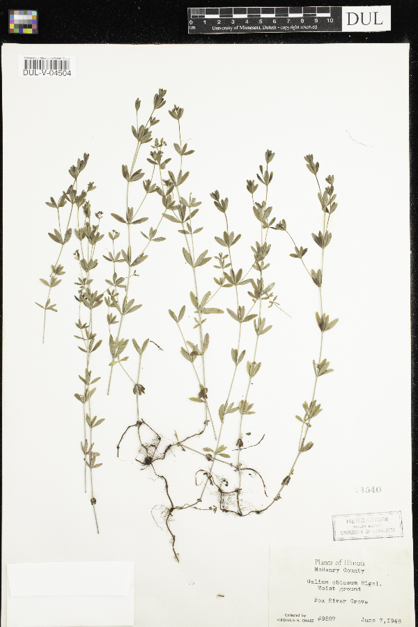 Galium obtusum image