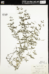 Galium obtusum image