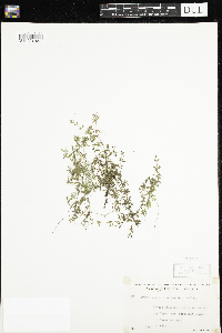 Galium brevipes image