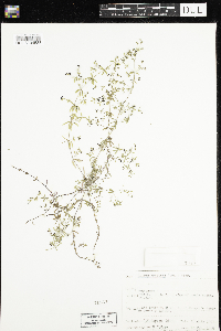 Galium brevipes image