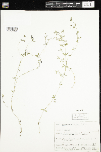 Galium brevipes image