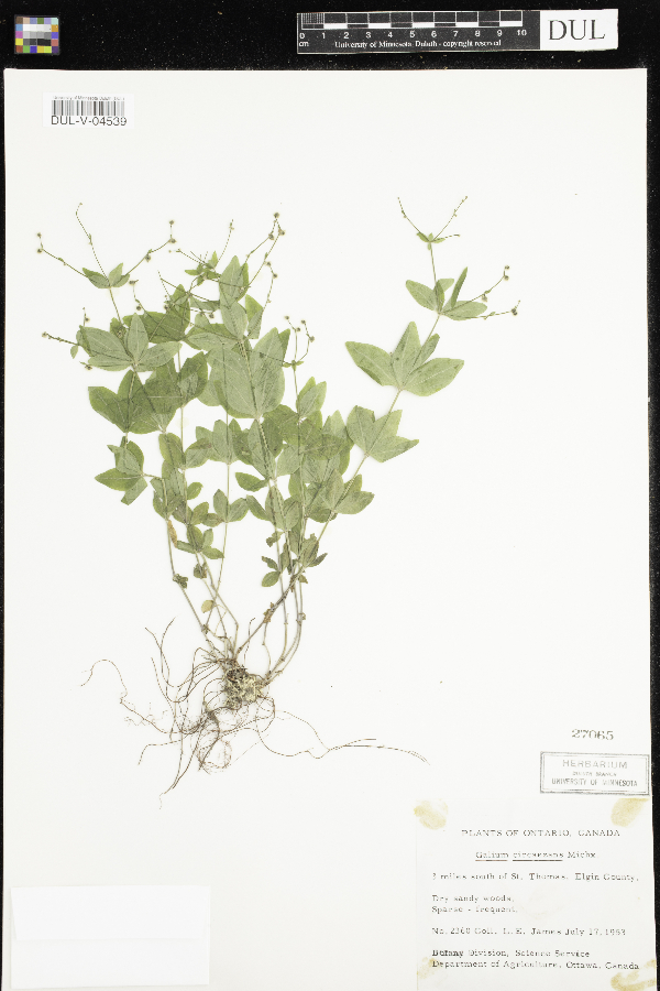 Galium circaezans image