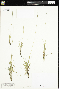 Eriocaulon aquaticum image