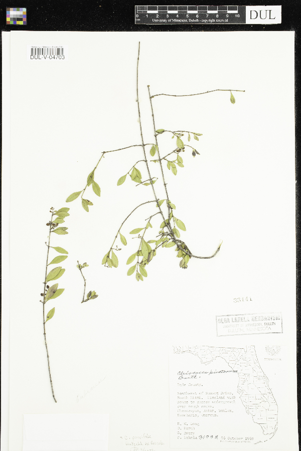 Chiococca parvifolia image