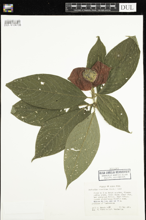 Psychotria poeppigiana image