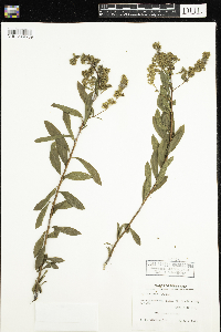 Spiraea alba image