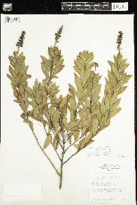 Spiraea alba image