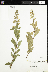 Spiraea alba image