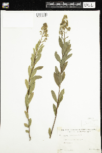 Spiraea alba image