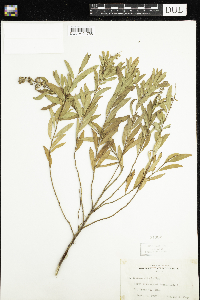 Spiraea alba image