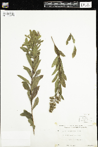 Spiraea alba image