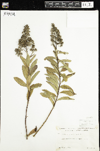 Spiraea alba image