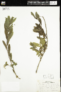 Spiraea alba image