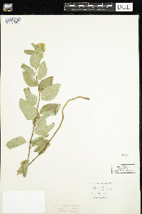 Spiraea splendens image