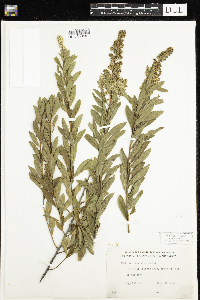 Spiraea alba image