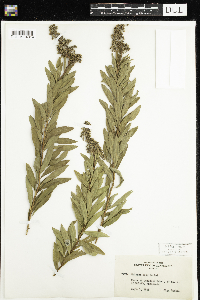 Spiraea alba image