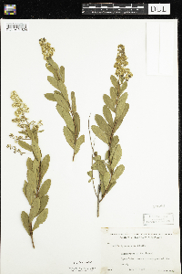 Spiraea alba image