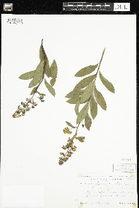 Spiraea alba image