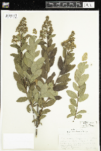 Spiraea alba image