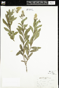 Spiraea alba image