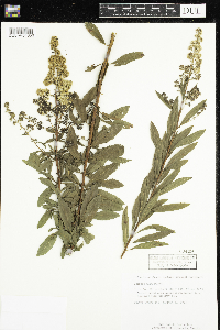 Spiraea alba image