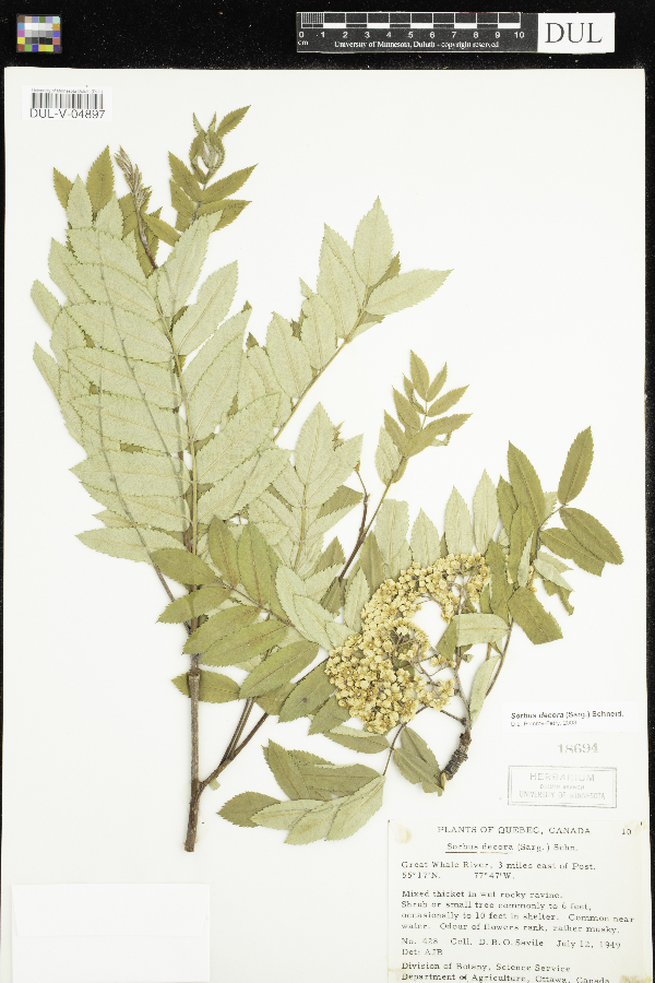 Sorbus image