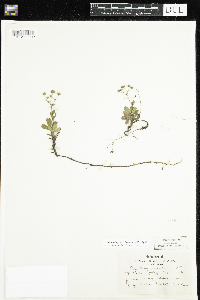 Sibbaldiopsis tridentata image