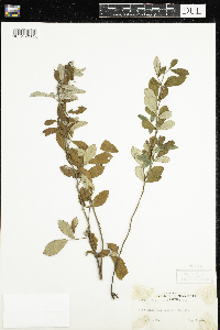 Image of Rubus cuneifolius