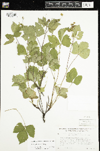 Rubus x paracaulis image