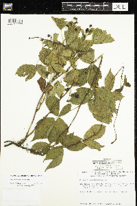 Rubus multiformis image