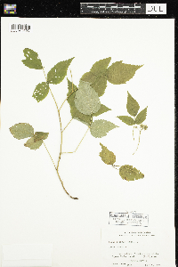 Image of Rubus setosus