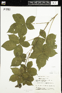 Rubus wheeleri image