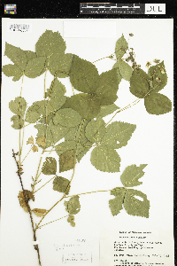 Rubus wheeleri image