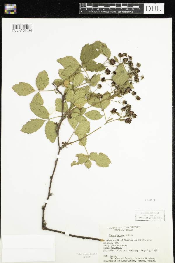 Rubus oriens image