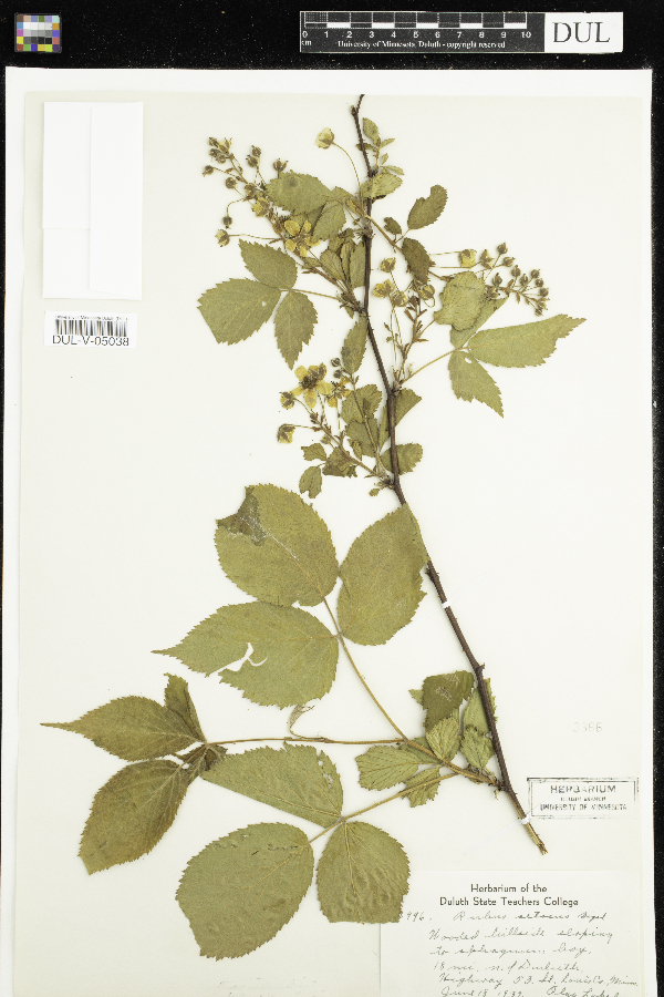 Rubus setosus image