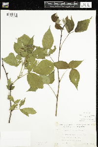 Rubus groutianus image