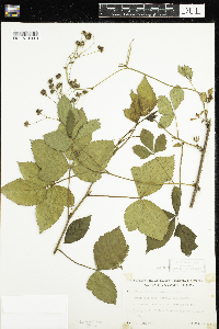 Rubus groutianus image