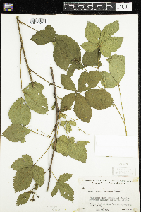 Rubus groutianus image