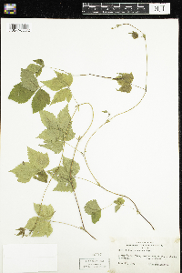 Rubus pubescens image