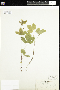 Rubus pubescens image