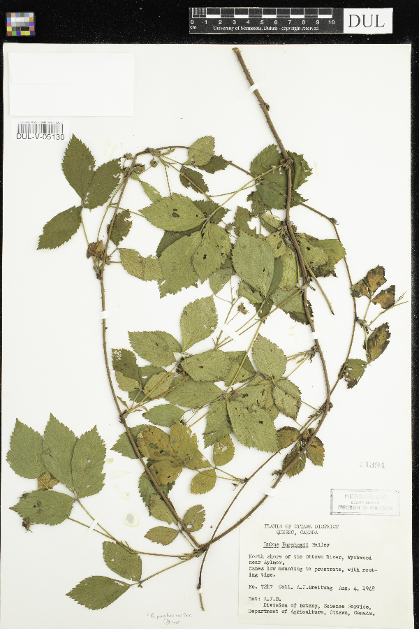 Rubus burnhamii image