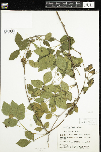 Image of Rubus burnhamii