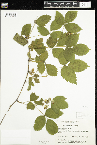 Rubus burnhamii image