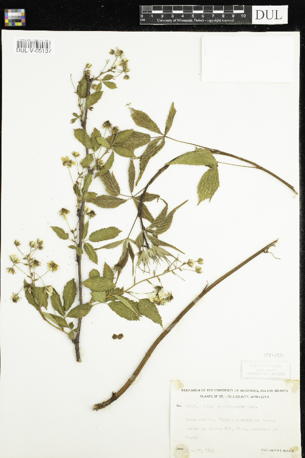 Rubus pensilvanicus image