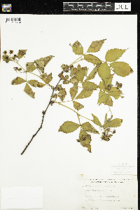 Rubus recurvans image