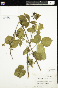 Rubus recurvans image