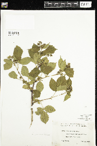 Rubus recurvans image